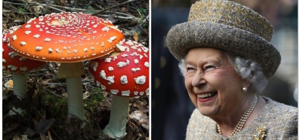 Hallucinogenic Mushrooms At Buckingham Palace Garden