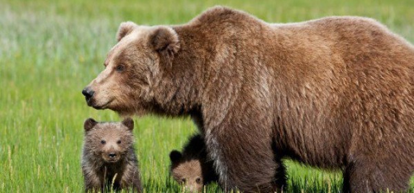 Orso Bruno