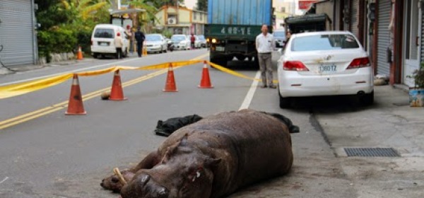 Ippopotamo attacco di panico