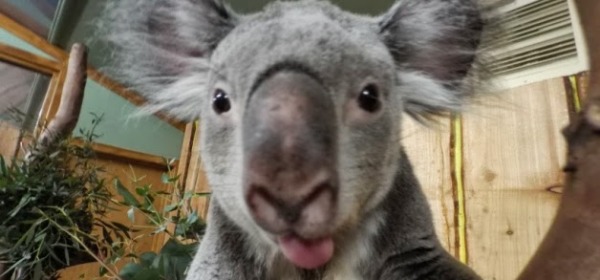 Selfie Koala