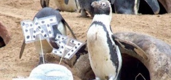 Pat Pinguina 