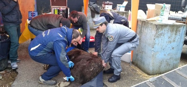 trasferimento orsa Caterina