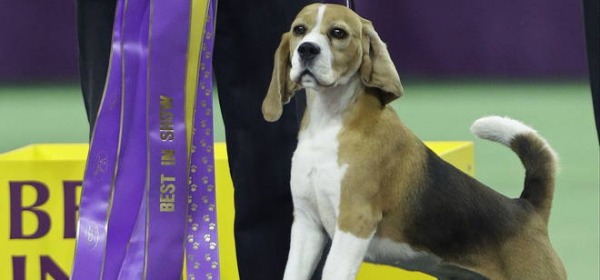 Miss P, il cane pi bello del mondo un beagle