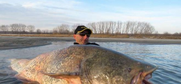 Il pesce siluro pescato sul Po da due gemelli (Facebook)