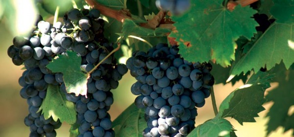 Uva Montepulciano d'Abruzzo