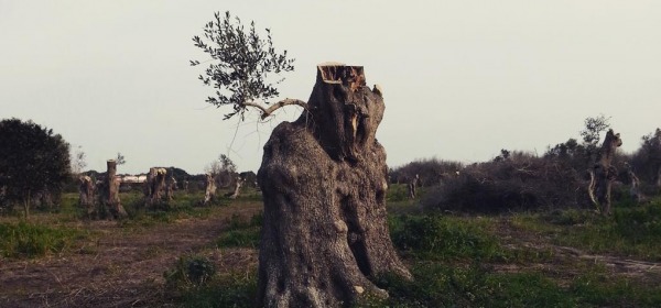 La xylella fastidiosa minaccia i secolari uliveti del Salento