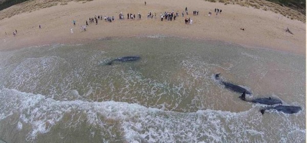 Capodogli spiaggiati a Vasto