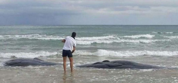 Capodogli spiaggiati a Punta Aderci