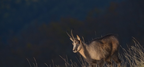 I big five del Mediterraneo