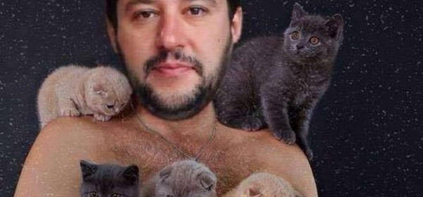 Gattini sulla bacheca di Salvini