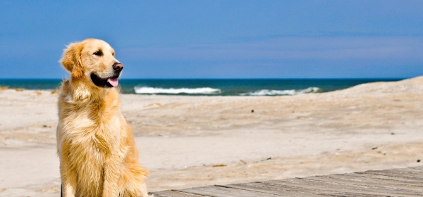 Spiaggia per cani