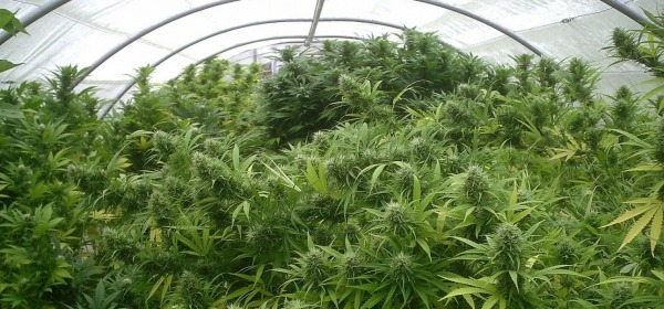 coltivazione marjuana