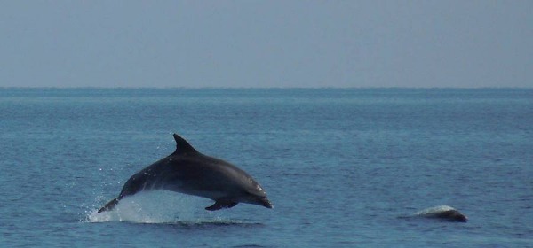 Delfini-avvistamento nei pressi di Torre Cerrano