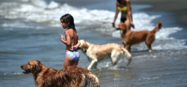 cani in spiaggia