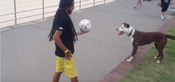 Il cane palleggia con il padrone