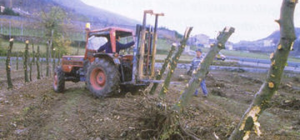 estirpazione alberi frutto