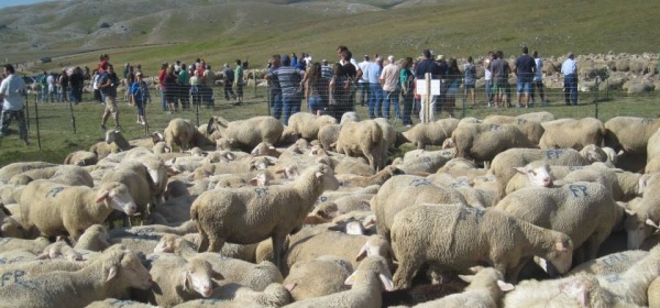 rassegna ovini-campo imperatore