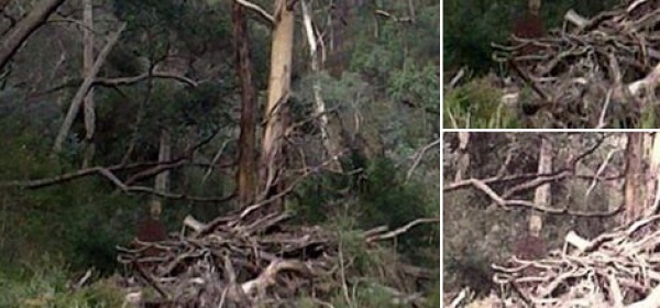 Fantasma nel Bosco