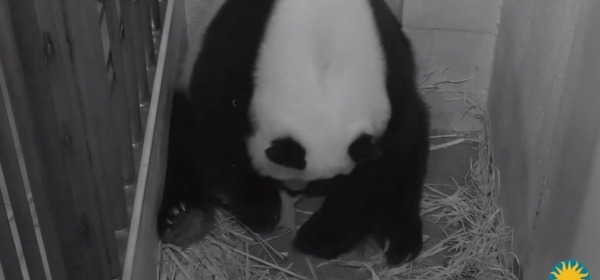 Il parto di Mei Xiang