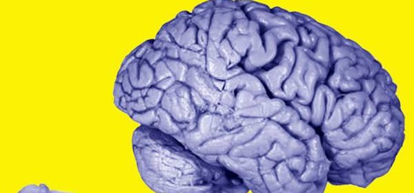 A confronto il cervello di una rana e quello umano