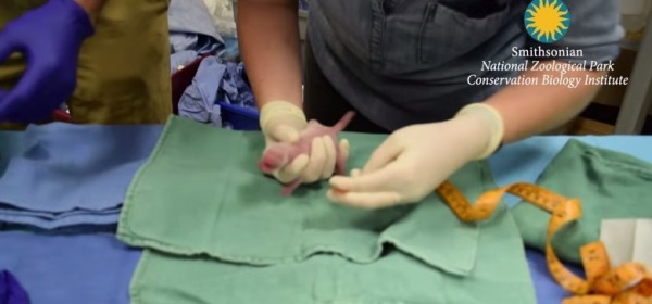 veterinarians examined the cub Mei Xiang