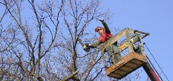 manutenzione alberi