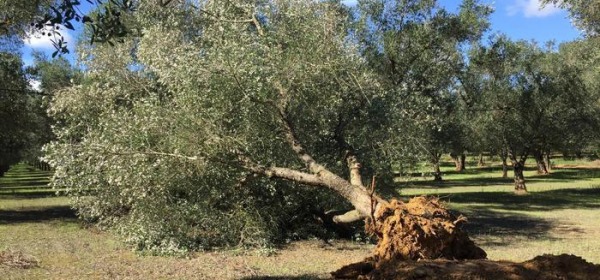 Xylella