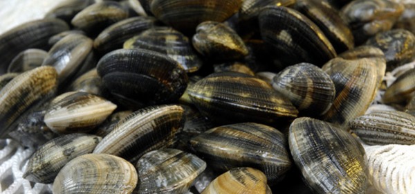 vongole