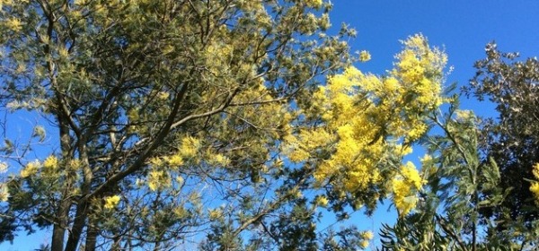 mimose anomale a dicembre