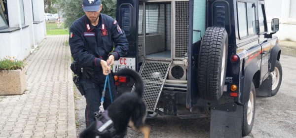 Unità cinofile carabinieri