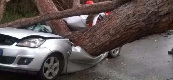 Albero caduto su automobile