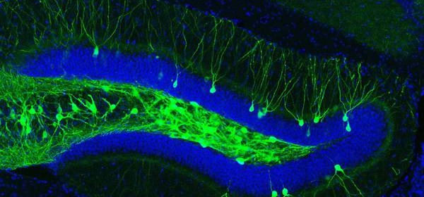 ippocampo, neuroni stimolati con la luce