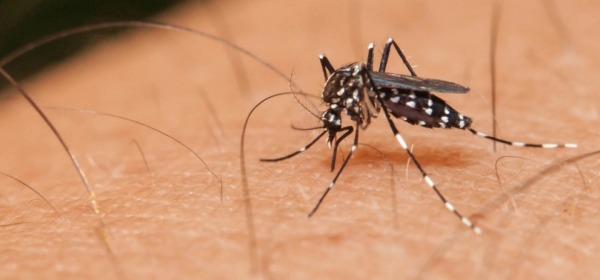 La zanzara del contagio