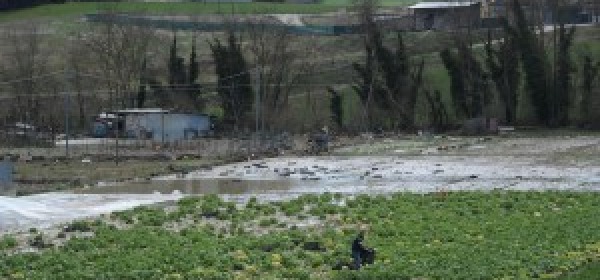 Gelata primaverile - danni all'agricoltura