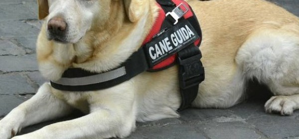 cane guida - immagine di repertorio