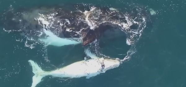 La balena bianca ripresa dal drone