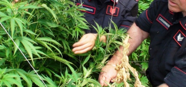 sequestro marijuana - foto di repertorio