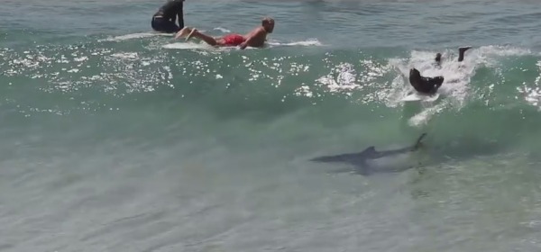 Byron Bay Shark