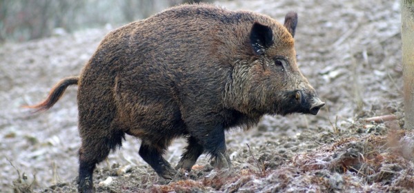 cinghiale - foto di repertorio