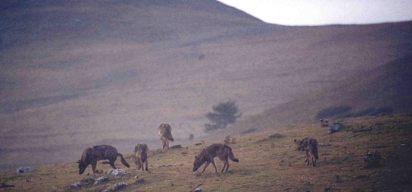 Foto fornita da Ufficio stampa Parco di Damiani