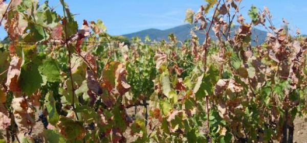 Agricoltura Notizie Da Abruzzo24ore