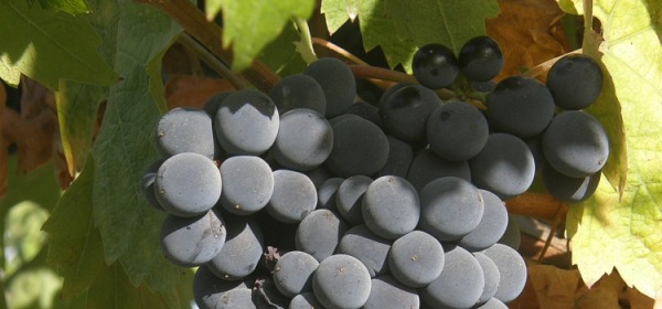 Uva da Montepulciano