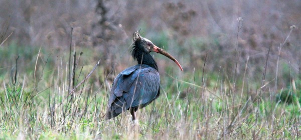 Un esemplare di Ibis Eremita (foto Luca Parisse)