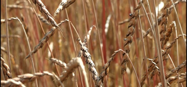 l farro è il più antico tipo di frumento coltivato