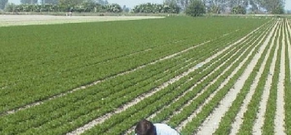 Coltivazione della carota nel Fucino