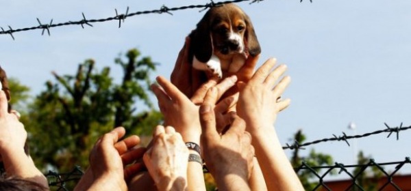 Uno dei cuccioli beagle liberati