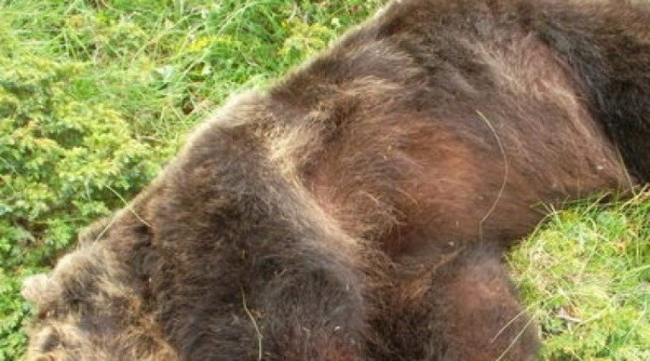 L'orso Stefano ucciso