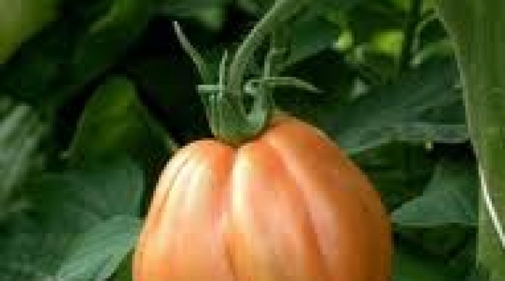 Pomodoro d'Abruzzo