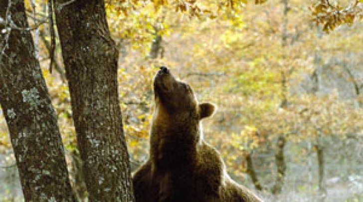 orso marsicano