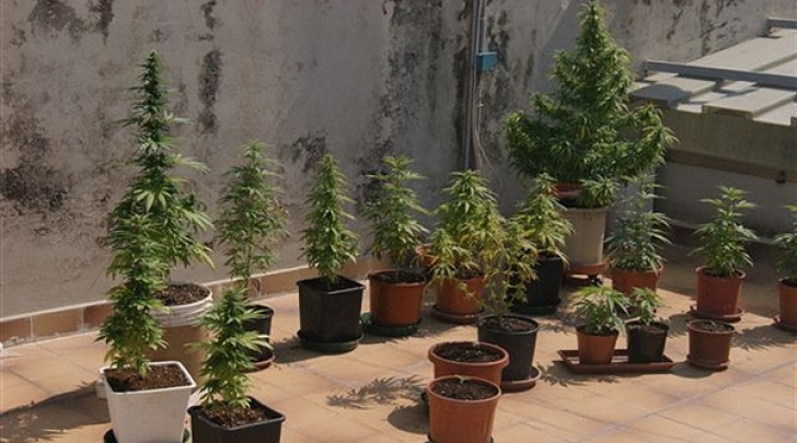 Marijuana balcone